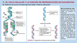 30.- Explica lo que ocurre en la fase S del ciclo celular e indica su repercusión.
REPLICACIÓN DEL ADN
Durante la fase S del ciclo
celular se produce la
replicación
semiconservativa del ADN.
A partir de cada una de las
hebras molde de la doble
hélice, se sintetiza una
hebra complementaria. De
tal manera que al final del
proceso tenemos dos
moléculas de ADN lineal
bicatenario idénticas, cada
una de las cuales presenta
una hebra original y otra
nueva complementaria.
En la división celular se
producirá el reparto de las
dos copias de ADN entre
las dos células hijas que
serán genéticamente
idénticas.
 