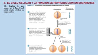 30.- Explica lo que
ocurre en la fase S del
ciclo celular e indica su
repercusión.
 