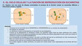 31.- Explica, con una serie de dibujos comentados el proceso de la división celular en eucariotas (Mitosis y
Citocinesis animal y vegetal).
PROFASE
• Comienza con la conversión de la CROMATINA en CROMOSOMAS por un proceso de compactación.
• Se duplican los centriolos.
• La membrana nuclear se desorganiza y la sensación es que desaparece.
• Cuando ya ha desaparecido la membrana nuclear, los centriolos migran hacia los polos (extremos) de la célula,
apareciendo entre los dos pares de centriolos una serie de fibras de proteína dispuestas de polo a polo que reciben el
nombre en conjunto de HUSO ACROMÁTICO.
• Los cromosomas ya formados se mueven y se unen a una fibra del huso por su centrómero (un sólo cromosoma por
fibra), de manera que las cromátidas miran hacia los polos de la célula.
• Cuando se han unido se van moviendo hasta situarse en el centro de la célula.
• En la célula vegetal no existen centriolos y los polos de la célula actúan como organizadores de las fibras del huso
mitótico.
 