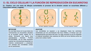 31.- Explica, con una serie de dibujos comentados el proceso de la división celular en eucariotas (Mitosis y
Citocinesis animal y vegetal).
METAFASE
Es una fase breve en la que todos los
cromosomas se encuentran situados
en el ecuador (parte media) de la
célula, formando una figura muy
característica llamada PLACA
ECUATORIAL. Es en este momento
cuando los cromosomas presentan su
máxima condensación y presentan
con claridad dos cromátidas unidas
por el centrómero.
ANAFASE
Las cromátidas se separan y se desplazan hacia los centriolos
arrastradas por los microtúbulos del huso mitótico, al tiempo que van
desapareciendo las fibras del huso. En este momento ya se ha repartido
el material hereditario (las cadenas de ADN) de forma idéntica entre los
polos de la célula madre.
 