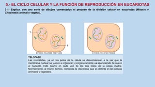 31.- Explica, con una serie de dibujos comentados el proceso de la división celular en eucariotas (Mitosis y
Citocinesis animal y vegetal).
TELOFASE
Las cromátidas, ya en los polos de la célula se descondensan a la par que la
membrana nuclear se vuelve a organizar y progresivamente va apareciendo de nuevo
el nucleolo. Esto ocurre en cada uno de los dos polos de la célula madre.
Normalmente, al mismo tiempo, comienza la citocinesis que es distinta en las células
animales y vegetales.
 