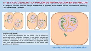 31.- Explica, con una serie de dibujos comentados el proceso de la división celular en eucariotas (Mitosis y
Citocinesis animal y vegetal).
CITOCINESIS ANIMAL
Es la división del citoplasma en dos partes, con la repartición
aproximada de los orgánulos celulares. En las células animales se
hace por la formación de una invaginación, movida por las fibras de
actina del citoesqueleto, en la zona ecuatorial que progresa, desde
fuera hacia adentro hasta dividir la célula madre en dos células hijas
genéticamente idénticas.
Animación de la mitosis en una célula animal
 
