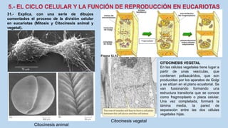 31.- Explica, con una serie de dibujos
comentados el proceso de la división celular
en eucariotas (Mitosis y Citocinesis animal y
vegetal).
CITOCINESIS VEGETAL
En las células vegetales tiene lugar a
partir de unas vesículas, que
contienen polisacáridos, que son
producidas por los aparatos de Golgi
y se sitúan en el plano ecuatorial. Se
van fusionando formando una
estructura transitoria que se conoce
como fragmoplasto o placa celular.
Una vez completada, formará la
lámina media, la pared de
separación entre las dos células
vegetales hijas.
Citocinesis animal
Fragmoplasto
Citocinesis vegetal
 