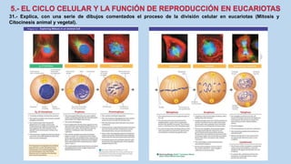 31.- Explica, con una serie de dibujos comentados el proceso de la división celular en eucariotas (Mitosis y
Citocinesis animal y vegetal).
 