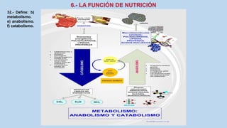 32.- Define: b)
metabolismo.
e) anabolismo.
f) catabolismo.
 