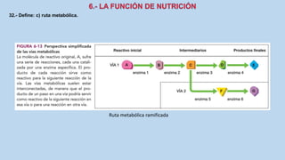 32.- Define: c) ruta metabólica.
Ruta metabólica ramificada
 