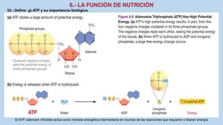 32.- Define: g) ATP y su importancia biológica.
El ATP, adenosín trifosfato actúa como moneda energética intermediaria en muchas de las reacciones que requieren o liberan energía
 