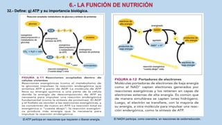 32.- Define: g) ATP y su importancia biológica.
El ATP participa en reacciones que requieren o liberan energía. El NADH participa, como coenzima, en reacciones de oxidorreducción.
 