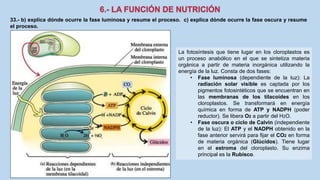 33.- b) explica dónde ocurre la fase luminosa y resume el proceso. c) explica dónde ocurre la fase oscura y resume
el proceso.
La fotosíntesis que tiene lugar en los cloroplastos es
un proceso anabólico en el que se sintetiza materia
orgánica a partir de materia inorgánica utilizando la
energía de la luz. Consta de dos fases:
• Fase luminosa (dependiente de la luz): La
radiación solar visible es captada por los
pigmentos fotosintéticos que se encuentran en
las membranas de los tilacoides en los
cloroplastos. Se transformará en energía
química en forma de ATP y NADPH (poder
reductor). Se libera O2 a partir del H2O.
• Fase oscura o ciclo de Calvin (independiente
de la luz): El ATP y el NADPH obtenido en la
fase anterior servirá para fijar el CO2 en forma
de materia orgánica (Glúcidos). Tiene lugar
en el estroma del cloroplasto. Su enzima
principal es la Rubisco.
 