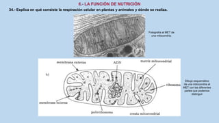 34.- Explica en qué consiste la respiración celular en plantas y animales y dónde se realiza.
Fotografía al MET de
una mitocondria.
Dibujo esquemático
de una mitocondria al
MET con las diferentes
partes que podemos
distinguir
 