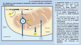 34.- Explica en qué consiste la respiración celular en plantas y animales y
dónde se realiza.
La respiración celular es un proceso
catabólico que tiene lugar en las
mitocondrias de las células
eucariotas. El ácido pirúvico o
piruvato obtenido en la glucólisis se va
a bombear al interior de la mitocondria.
• En la matriz mitocondrial se
transformará en Acetil Coenzima
A.
• La acetil-CoA entrará en la ruta
cíclica del ciclo de Krebs y se
oxidará a CO2 y H2O en la matriz
mitocondrial.
• A continuación, todas las moléculas
con poder reductor obtenidas en las
etapas anteriores (NADH y FADH2)
cederán sus electrones a la cadena
respiratoria o cadena de transporte
de electrones, alojada en la crestas
mitocondriales de la membrana
interna, hasta el último aceptor, el
O2, para dar lugar a H2O y obtener
una gran cantidad de ATP a través,
sobre todo, de la fosforilación
oxidativa (36 moléculas por
Glucosa).
 