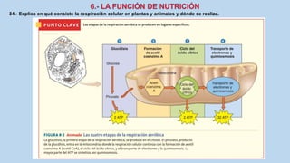 34.- Explica en qué consiste la respiración celular en plantas y animales y dónde se realiza.
 