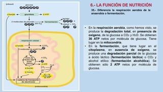 35.- Diferencia la respiración aerobia de la
anaerobia o fermentación.
• En la respiración aerobia, como hemos visto, se
produce la degradación total, en presencia de
oxigeno, de la glucosa a CO2 y H2O. Se obtienen
36 ATP netos por molécula de glucosa. Tiene
lugar en la mitocondria.
• En la fermentación, que tiene lugar en el
citoplasma, en ausencia de oxígeno, se
produce una degradación parcial de la glucosa
a ácido láctico (fermentación láctica) o CO2 y
alcohol etílico (fermentación alcohólica). Se
obtienen sólo 2 ATP netos por molécula de
glucosa.
 