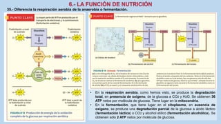 35.- Diferencia la respiración aerobia de la anaerobia o fermentación.
• En la respiración aerobia, como hemos visto, se produce la degradación
total, en presencia de oxigeno, de la glucosa a CO2 y H2O. Se obtienen 36
ATP netos por molécula de glucosa. Tiene lugar en la mitocondria.
• En la fermentación, que tiene lugar en el citoplasma, en ausencia de
oxígeno, se produce una degradación parcial de la glucosa a ácido láctico
(fermentación láctica) o CO2 y alcohol etílico (fermentación alcohólica). Se
obtienen sólo 2 ATP netos por molécula de glucosa.
 