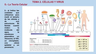 2.- a) Indica las
unidades que
utilizamos para
medir el tamaño
de las células y
de sus
estructuras. B)
Señala cuanto
miden: la
molécula del
agua, la
membrana
plasmática, un
ribosoma, el VIH,
un cloroplasto,
una célula
epitelial y un
paramecio.
 