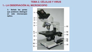 3.- Señala las partes
que podemos distinguir
en este microscopio
óptico.
 