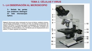 3.- Señala las partes
que podemos distinguir
en este microscopio
óptico.
 