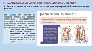 8.- Explica la composición que presentan los priones y pon algún ejemplo de las enfermedades que
provocan.
Los priones son proteínas de
estructura anómala que ocasionan
enfermedades neurodegenerativas
transmisibles, llamadas encefalopatías
espongiformes, en humanos y ganado.
Prácticamente todos los priones
conocidos afectan a mamíferos:
• Enfermedad de Creutzfeldt-
Jakob y kuru en humanos;
• Enfermedad de las vacas
locas (encefalopatía
espongiforme bovina) en vacas;
• Scrapie o tembladera en ovejas
y cabras, etc.
 