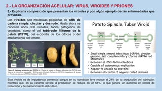8.- Explica la composición que presentan los viroides y pon algún ejemplo de las enfermedades que
provocan.
Los viroides son moléculas pequeñas de ARN de
cadena simple, circular y desnudo. Hasta ahora se
conocen unos 300 viroides, todos patógenos de
vegetales, como el del tubérculo filiforme de la
patata (PSTV), del exocortis de los cítricos o del
atrofiamiento del tomate.
Este viroide es de importancia comercial porque en su condición leve reduce el 24% de la producción del tubérculo;
mientras que, en su variante severa la producción se reduce en un 64%, lo que genera un aumento en costos de
protección y de mantenimiento del cultivo.
 
