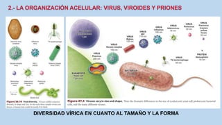 DIVERSIDAD VÍRICA EN CUANTO AL TAMAÑO Y LA FORMA
 