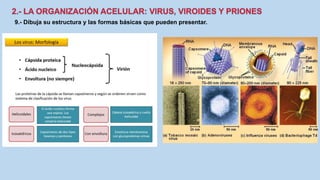 9.- Dibuja su estructura y las formas básicas que pueden presentar.
 