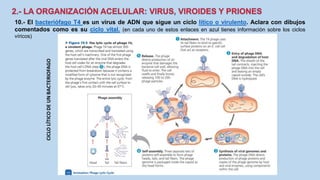 10.- El bacteriófago T4 es un virus de ADN que sigue un ciclo lítico o virulento. Aclara con dibujos
comentados como es su ciclo vital. (en cada uno de estos enlaces en azul tienes información sobre los ciclos
víricos)
 