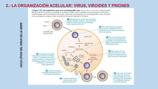 CICLOLÍTICODELVIRUSDELAGRIPE
 