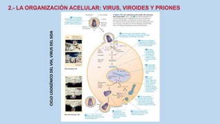 CICLOLISOGÉNICODELVIH,VIRUSDELSIDA
 