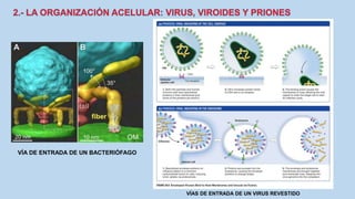 VÍA DE ENTRADA DE UN BACTERIÓFAGO
VÍAS DE ENTRADA DE UN VIRUS REVESTIDO
 
