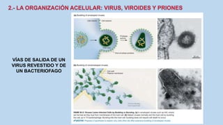 VÍAS DE SALIDA DE UN
VIRUS REVESTIDO Y DE
UN BACTERIOFAGO
 