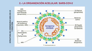 ESTRUCTURADELCORONAVIRUSSARS-COV-19
YCICLOVITAL
 