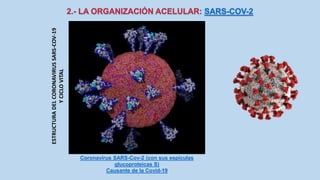 ESTRUCTURADELCORONAVIRUSSARS-COV-19
YCICLOVITAL
Coronavirus SARS-Cov-2 (con sus espículas
glucoproteicas S)
Causante de la Covid-19
 