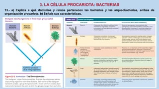 13.- a) Explica a qué dominios y reinos pertenecen las bacterias y las arqueobacterias, ambas de
organización procariota. b) Señala sus características.
 