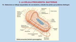 14.- Selecciona un dibujo esquemático de una bacteria y estudia las partes que podemos distinguir.
Célula procariota (bacteria gramnegativa)
 