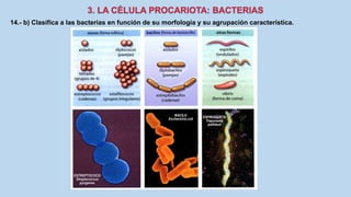 14.- b) Clasifica a las bacterias en función de su morfología y su agrupación característica.
 