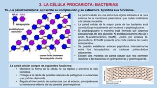 15.- La pared bacteriana: a) Escribe su composición y su estructura. b) Indica sus funciones.
• La pared celular es una estructura rígida adosada a la cara
externa de la membrana plasmática, que rodea totalmente
a la célula procariota.
• La pared celular de la mayor parte de las bacterias está
constituida principalmente por mureína o peptidoglucano.
• El peptidoglucano o mureína está formado por cadenas
polisacáridas de dos glúcidos: N-acetilglucosamina (NAG) y
ácido N-acetilmurámico (NAM), unidos por enlaces O-
glucosídicos. El NAM presenta una corta cadena de cuatro
aminoácidos.
• Se pueden establecer enlaces peptídicos intercatenarios
entre los tetrapéptidos de cadenas polisacáridas
adyacentes.
• Existen dos modelos de pared celular que nos permiten
clasificar a las bacterias en grampositivas y gramnegativas.
La pared celular cumple las siguientes funciones:
• Mantiene la forma de la célula, le da rigidez y previene la lisis
osmótica.
• Protege a la célula de posibles ataques de patógenos o sustancias
que podrían destruirla.
• Regula el intercambio de sustancias con el exterior, principalmente
la membrana externa de las paredes gramnegativas.
 