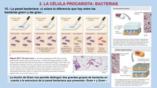 15.- La pared bacteriana: c) aclara la diferencia que hay entre las
bacterias gran+ y las gran-.
La tinción de Gram nos permite distinguir dos grandes grupos de bacterias en
cuanto a la estructura de la pared bacteriana que presentan: Gram + y Gram -
 