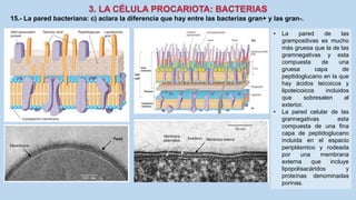 15.- La pared bacteriana: c) aclara la diferencia que hay entre las bacterias gran+ y las gran-.
• La pared de las
grampositivas es mucho
más gruesa que la de las
gramnegativas y esta
compuesta de una
gruesa capa de
peptidoglucano en la que
hay ácidos teicoicos y
lipoteicoicos incluidos
que sobresalen al
exterior.
• La pared celular de las
grannegativas esta
compuesta de una fina
capa de peptidoglucano
incluida en el espacio
periplásmico y rodeada
por una membrana
externa que incluye
lipopolisacáridos y
proteínas denominadas
porinas.
 