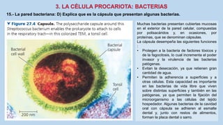 15.- La pared bacteriana: D) Explica que es la cápsula que presentan algunas bacterias.
Muchas bacterias presentan cubiertas mucosas
en el exterior de la pared celular, compuestas
por polisacáridos y, en ocasiones, por
proteínas, que se denominan cápsulas.
La cápsula desempeña las siguientes funciones
:
• Protegen a la bacteria de factores tóxicos y
de la fagocitosis, lo cual incrementa el poder
invasor y la virulencia de las bacterias
patógenas.
• Evitan la desecación, ya que retienen gran
cantidad de agua.
• Permiten la adherencia a superficies y a
otras células. Esta capacidad es importante
en las bacterias de vida libre que viven
sobre distintas superficies y también en las
patógenas, ya que permiten la fijación del
microorganismo a las células del tejido
hospedador. Algunas bacterias de la cavidad
oral con cápsula se adhieren al esmalte
dental y, junto con restos de alimentos,
forman la placa dental o sarro.
 