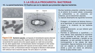 15.- La pared bacteriana: D) Explica que es la cápsula que presentan algunas bacterias.
Muchas bacterias presentan cubiertas mucosas
en el exterior de la pared celular, compuestas
por polisacáridos y, en ocasiones, por
proteínas, que se denominan cápsulas.
La cápsula desempeña las siguientes funciones
:
• Protegen a la bacteria de factores tóxicos y
de la fagocitosis, lo cual incrementa el poder
invasor y la virulencia de las bacterias
patógenas.
• Evitan la desecación, ya que retienen gran
cantidad de agua.
• Permiten la adherencia a superficies y a
otras células. Esta capacidad es importante
en las bacterias de vida libre que viven
sobre distintas superficies y también en las
patógenas, ya que permiten la fijación del
microorganismo a las células del tejido
hospedador. Algunas bacterias de la cavidad
oral con cápsula se adhieren al esmalte
dental y, junto con restos de alimentos,
forman la placa dental o sarro.
 
