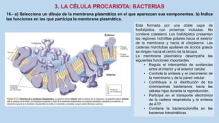 16.- a) Selecciona un dibujo de la membrana plasmática en el que aparezcan sus componentes. b) Indica
las funciones en las que participa la membrana plasmática.
Está formada por una doble capa de
fosfolípidos, con proteínas incluidas. No
contiene colesterol. Los fosfolípidos presentan
las regiones hidrófilas polares hacia el exterior
de la membrana y hacia el citoplasma. Las
cadenas hidrófobas apolares de ácidos grasos
se dirigen hacia el centro de la bicapa.
La membrana plasmática desempeña las
siguientes funciones importantes:
• Regula el intercambio de sustancias
entre el interior y el exterior celular.
• Controla la síntesis y el crecimiento de
la membrana y de la pared celular.
• Contribuye a la distribución de los
cromosomas bacterianos hacia las
células hijas durante la reproducción.
• Participa en el transporte electrónico
de la cadena respiratoria y la síntesis
de ATP.
• Contiene la bacterioclorofila en las
bacterias fotosintéticas.
 