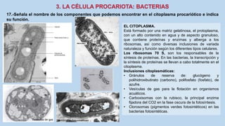 17.-Señala el nombre de los componentes que podemos encontrar en el citoplasma procariótico e indica
su función.
EL CITOPLASMA.
Está formado por una matriz gelatinosa, el protoplasma,
con un alto contenido en agua y de aspecto granuloso,
que contiene proteínas y enzimas y alberga a los
ribosomas, así como diversas inclusiones de variada
naturaleza y función según los diferentes tipos celulares.
Los ribosomas 70 S, son los responsables de la
síntesis de proteínas. En las bacterias, la transcripción y
la síntesis de proteínas se llevan a cabo totalmente en el
citoplasma.
Inclusiones citoplasmáticas:
• Gránulos de reserva de: glucógeno y
polihidroxibutirato (carbono), polifosfato (fosfato), de
azufre.
• Vesículas de gas para la flotación en organismos
acuáticos.
• Carboxisomas con la rubisco, la principal enzima
fijadora del CO2 en la fase oscura de la fotosíntesis.
• Clorosomas (pigmentos verdes fotosintéticos) en las
bacterias fotosintéticas.
Vesículas de gas Membranas fotosintéticas
 