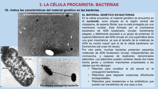 18.- Indica las características del material genético en las bacterias.
EL MATERIAL GENÉTICO EN BACTERIAS
En la célula procariota, el material genético se encuentra en
el nucleoide, zona situada en la región central del
citoplasma, de aspecto fibrilar, que no está protegida por una
membrana nuclear. Esta formado por el cromosoma
bacteriano de ADN bicatenario, circular, fuertemente
plegado, y débilmente asociado a un grupo de proteínas. El
superenrollamiento del ADN circular en una superhélice tiene
una gran importancia, ya que el tamaño de la molécula de
ADN es mucho mayor que el de la célula bacteriana (en
Escherichia coli unas mil veces).
Por otra parte, muchas bacterias presentan pequeñas
moléculas de ADN bicatenario circular, independientes del
cromosoma, y capaces de duplicarse, denominados
plásmidos. Los plásmidos pueden contener desde dos hasta
treinta genes y confieren importantes propiedades a las
células que los albergan:
• Plásmido para constituir el pili sexual en la
conjugación bacteriana.
• Plásmidos para degradar sustancias difícilmente
biodegradables.
• Plásmidos para resistencias a los antibióticos que
pueden ser transferidos de una cepa a otra.
Cromosoma bacteriano y plásmidos (flechas)
Pili sexual y conjugación bacterina
 