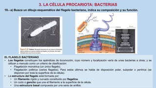 19.- a) Busca un dibujo esquemático del flagelo bacteriano, indica su composición y su función.
EL FLAGELO BACTERIANO
• Los flagelos constituyen los apéndices de locomoción, cuyo número y localización varía de unas bacterias a otras, y se
utilizan a menudo como un criterio de clasificación:
• Flagelación monotrica (un único flagelo).
• Flagelación politrica (varios flagelos). Para estos últimos se habla de disposición polar, subpolar o peritrica (se
disponen por toda la superficie de la célula).
• La estructura del flagelo está formada por:
• Un filamento rígido y curvado constituido por flagelina.
• Un codo o gancho que une el filamento a la superficie de la célula.
• Una estructura basal compuesta por una serie de anillos.
 