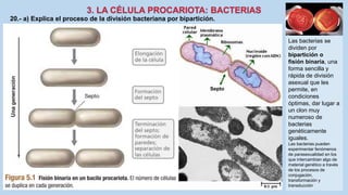 20.- a) Explica el proceso de la división bacteriana por bipartición.
Las bacterias se
dividen por
bipartición o
fisión binaria, una
forma sencilla y
rápida de división
asexual que les
permite, en
condiciones
óptimas, dar lugar a
un clon muy
numeroso de
bacterias
genéticamente
iguales.
Las bacterias pueden
experimentar fenómenos
de parasexualidad en los
que intercambian algo de
material genético a través
de los procesos de
conjugación,
transformación y
transducción
Septo
 