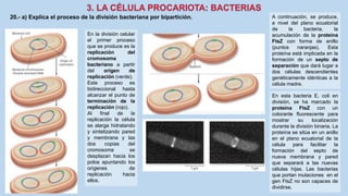 20.- a) Explica el proceso de la división bacteriana por bipartición.
En la división celular
el primer proceso
que se produce es la
replicación del
cromosoma
bacteriano a partir
del origen de
replicación (verde).
Este proceso es
bidireccional hasta
alcanzar el punto de
terminación de la
replicación (rojo).
Al final de la
replicación la célula
se alarga hidratando
y sintetizando pared
y membrana y las
dos copias del
cromosoma se
desplazan hacia los
polos apuntando los
orígenes de
replicación hacia
ellos.
A continuación, se produce,
a nivel del plano ecuatorial
de la bacteria, la
acumulación de la proteína
FtsZ con forma de anillo
(puntos naranjas). Esta
proteína está implicada en la
formación de un septo de
separación que dará lugar a
dos células descendientes
genéticamente idénticas a la
célula madre.
En esta bacteria E. coli en
división, se ha marcado la
proteína FtsZ con un
colorante fluorescente para
mostrar su localización
durante la división binaria. La
proteína se sitúa en un anillo
en el plano ecuatorial de la
célula para facilitar la
formación del septo de
nueva membrana y pared
que separará a las nuevas
células hijas. Las bacterias
que portan mutaciones en el
gen FtsZ no son capaces de
dividirse.
 