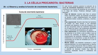En esta función podemos apreciar la evolución de la
curva de crecimiento bacteriano entendida como el
incremento en el número de bacterias de una población
a lo largo del tiempo. Podemos distinguir cuatro
intervalos:
• Fase de latencia: durante esta fase no parece
haber crecimiento celular, las bacterias acrecientan
su tamaño y están metabólicamente muy activas
sintetizando ácidos nucleicos, proteínas y enzimas,
etc.
• Fase exponencial: Durante esta fase las bacterias
se dividen por fisión binaria a una velocidad
constante que depende no solo de la especie, sino
de que encuentren todos los nutrientes necesarios
en el medio de cultivo y las condiciones adecuadas
para su crecimiento de temperatura, pH, gases…
• Fase estacionaria: El crecimiento exponencial de
las bacterias no es infinito y esto se debe a que se
reducen los nutrientes, el espacio, y aumenta la
concentración de productos residuales con efectos
inhibitorios en el crecimiento. La tasa de división se
contrarresta con la tasa de mortalidad por lo que la
curva se aplana.
• Muerte celular: Las bacterias comienzan a morir
exponencialmente y la curva experimenta un declive
inverso a la fase exponencial. Esto es debido a que
se han agotado los recursos, no queda espacio libre
y además se alcanzan niveles muy altos de
productos residuales tóxicos e inhibidores del
crecimiento.
20.- c) Observa y analiza la función de crecimiento bacteriano.
 