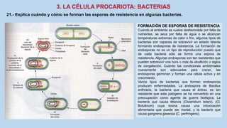21.- Explica cuándo y cómo se forman las esporas de resistencia en algunas bacterias.
FORMACIÓN DE ESPORAS DE RESISTENCIA
Cuando el ambiente se vuelve desfavorable por falta de
nutrientes, se seca por falta de agua o se alcanzan
temperaturas extremas de calor o frío, algunos tipos de
bacterias son capaces de sobrevivir en estado latente
formando endosporas de resistencia. La formación de
endosporas no es un tipo de reproducción puesto que
de cada bacteria sólo se forma una espora de
resistencia. Algunas endosporas son tan resistentes que
pueden sobrevivir una hora o más de ebullición o siglos
de congelación. Cuando las condiciones ambientales
nuevamente son adecuadas para crecer, las
endosporas germinan y forman una célula activa y en
crecimiento.
Varios tipos de bacterias que forman endosporas
producen enfermedades. La endospora de Bacillus
anthracis, la bacteria que causa el ántrax, es tan
resistente que este patógeno se ha convertido en una
preocupación como agente de guerra biológica. La
bacteria que causa tétanos (Clostridium tetani), (Cl.
Botulinum) cuya toxina causa una intoxicación
alimentaria que puede ser mortal, y la bacteria que
causa gangrena gaseosa (C. perfringens).
 