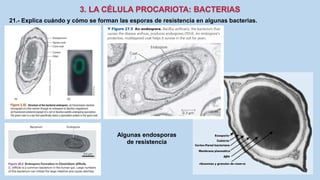 21.- Explica cuándo y cómo se forman las esporas de resistencia en algunas bacterias.
Algunas endosporas
de resistencia
 