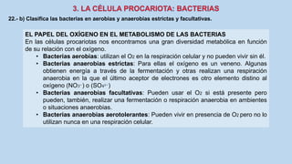 22.- b) Clasifica las bacterias en aerobias y anaerobias estrictas y facultativas.
EL PAPEL DEL OXÍGENO EN EL METABOLISMO DE LAS BACTERIAS
En las células procariotas nos encontramos una gran diversidad metabólica en función
de su relación con el oxígeno.
• Bacterias aerobias: utilizan el O2 en la respiración celular y no pueden vivir sin él.
• Bacterias anaerobias estrictas: Para ellas el oxígeno es un veneno. Algunas
obtienen energía a través de la fermentación y otras realizan una respiración
anaerobia en la que el último aceptor de electrones es otro elemento distino al
oxígeno (NO3−
) o (SO42−
)
• Bacterias anaerobias facultativas: Pueden usar el O2 si está presente pero
pueden, también, realizar una fermentación o respiración anaerobia en ambientes
o situaciones anaerobias.
• Bacterias anaerobias aerotolerantes: Pueden vivir en presencia de O2 pero no lo
utilizan nunca en una respiración celular.
 